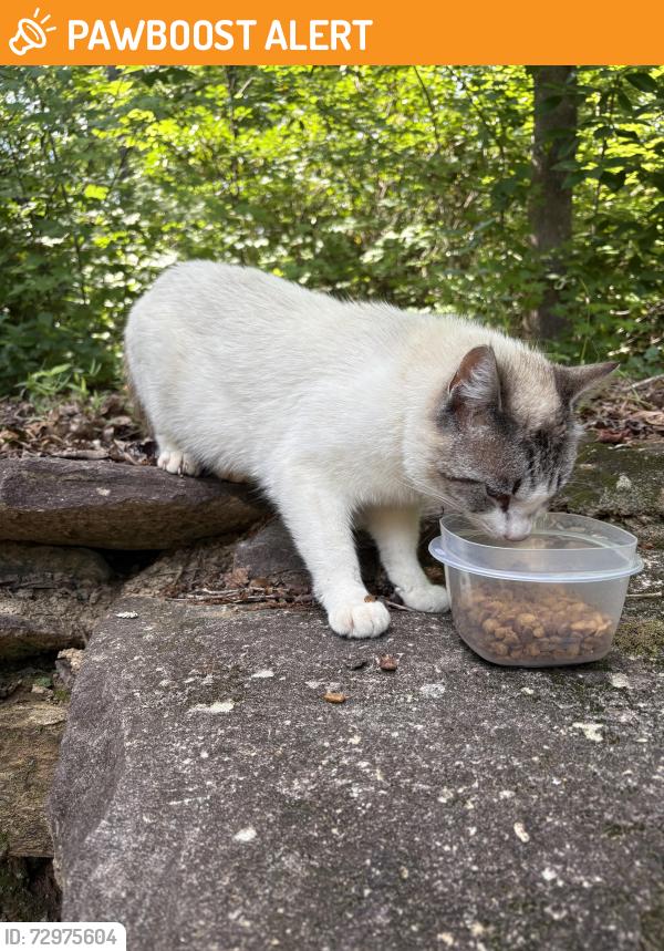 Found/Stray Male Cat last seen N. Barton Road, Greenville County, SC 29690