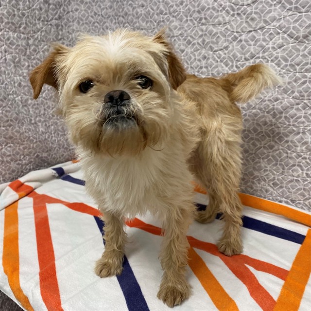 Shelter Stray Male Dog last seen , 38550 Sierra Hwy, Palmdale, CA 93550, USA