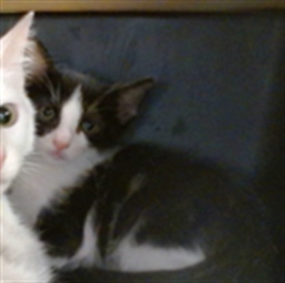 Shelter Stray Male Cat last seen PETSMART I 240, 2811 SE 29th St, Oklahoma City, OK 73129, USA