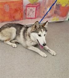 Shelter Stray Female Dog last seen Near BLOCK CURTIS AV, 333 Chandler Pl, San Bernardino, CA 92408, USA