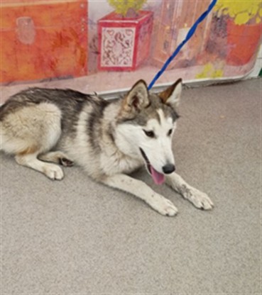 Shelter Stray Female Dog last seen Near BLOCK CURTIS AV, 333 Chandler Pl, San Bernardino, CA 92408, USA