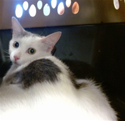 Shelter Stray Female Cat last seen PETSMART I 240, 2811 SE 29th St, Oklahoma City, OK 73129, USA
