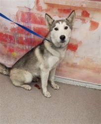 Shelter Stray Female Dog last seen Near BLOCK CURTIS AV, 333 Chandler Pl, San Bernardino, CA 92408, USA