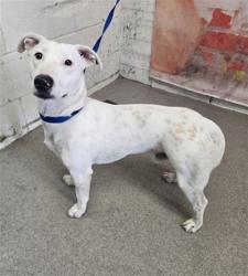 Shelter Stray Male Dog last seen WATERMAN AND 4TH, 333 Chandler Pl, San Bernardino, CA 92408, USA