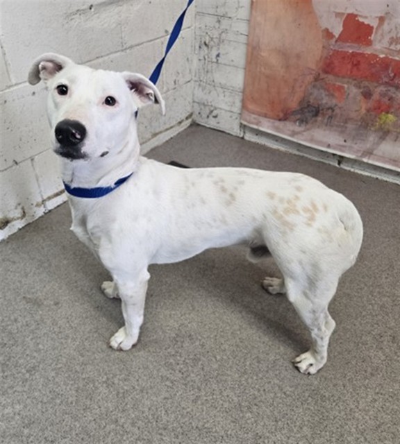 Shelter Stray Male Dog last seen WATERMAN AND 4TH, 333 Chandler Pl, San Bernardino, CA 92408, USA