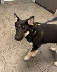Shelter Stray Male Dog last seen , 11361 W Pico Blvd, Los Angeles, CA 90064, USA