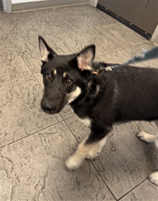 Shelter Stray Male Dog last seen , 11361 W Pico Blvd, Los Angeles, CA 90064, USA