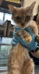 Shelter Stray Female Cat last seen ORCHID STAR, 4710 TX-151, San Antonio, TX 78227, USA