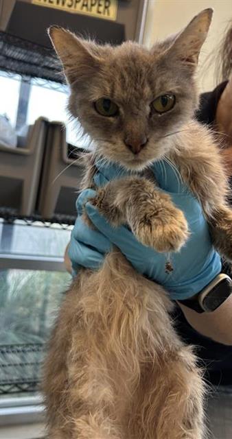 Shelter Stray Female Cat last seen ORCHID STAR, 4710 TX-151, San Antonio, TX 78227, USA