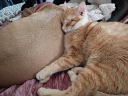 Reunited Male Cat last seen Northcliffe, Spring Hill, FL 34608