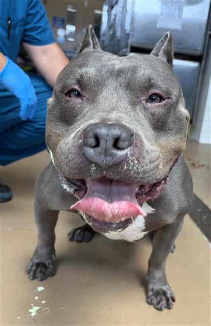 Shelter Stray Male Dog last seen PACIFIC AVE, Chula Vista, CA 91911