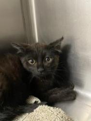 Shelter Stray Female Cat last seen 3RD ST AND LA SALLE, 1419 Bryant St, San Francisco, CA 94103, USA