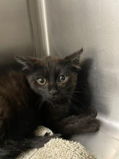 Shelter Stray Female Cat last seen 3RD ST AND LA SALLE, 1419 Bryant St, San Francisco, CA 94103, USA