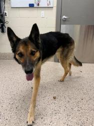 Shelter Stray Male Dog last seen SCHUMAKER RD AND E 104TH AVE, 12155 Park Blvd, Brighton, CO 80601, USA