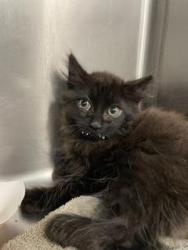 Shelter Stray Female Cat last seen 3RD ST AND LA SALLE, 1419 Bryant St, San Francisco, CA 94103, USA