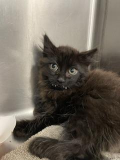 Shelter Stray Female Cat last seen 3RD ST AND LA SALLE, 1419 Bryant St, San Francisco, CA 94103, USA