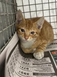 Shelter Stray Male Cat last seen Near BLOCK OAKWOOD BLVD, HOLLYWOOD, FL 33020, Davie, FL 33312