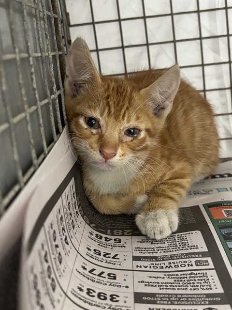 Shelter Stray Male Cat last seen Near BLOCK OAKWOOD BLVD, HOLLYWOOD, FL 33020, Davie, FL 33312