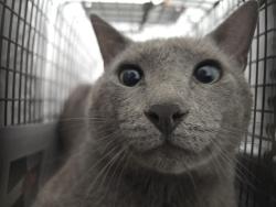 Shelter Stray Unknown Cat last seen Near BLOCK WINFIELD BLVD, MARGATE FL 33063, Davie, FL 33312