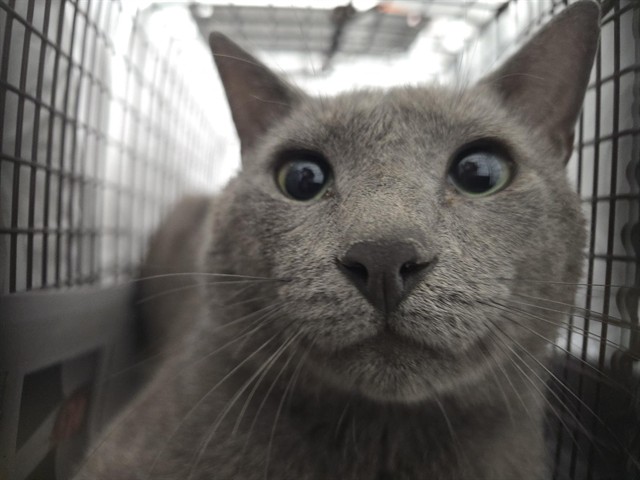 Shelter Stray Unknown Cat last seen Near BLOCK WINFIELD BLVD, MARGATE FL 33063, Davie, FL 33312