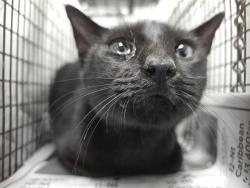 Shelter Stray Unknown Cat last seen Near BLOCK WINFIELD BLVD, MARGATE FL 33063, Davie, FL 33312