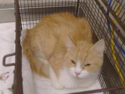 Shelter Stray Female Cat last seen ROCKHURST WAY/FLORINDA WAY, SACRAMENTO CA 95828, 3839 Bradshaw Rd, Sacramento, CA 95827, USA