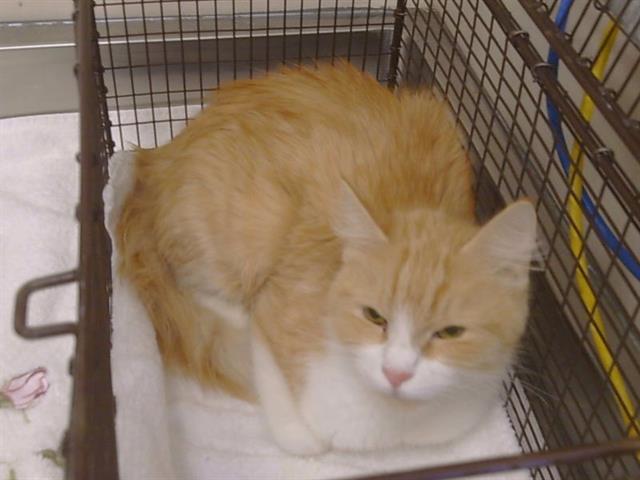 Shelter Stray Female Cat last seen ROCKHURST WAY/FLORINDA WAY, SACRAMENTO CA 95828, 3839 Bradshaw Rd, Sacramento, CA 95827, USA