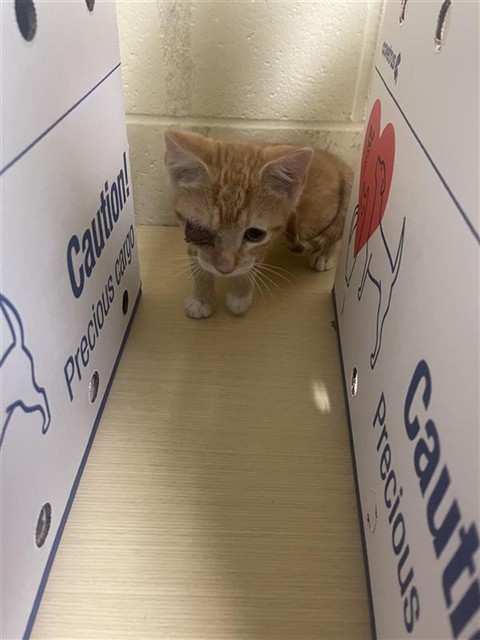 Shelter Stray Male Cat last seen ROANOKE AVE & ASTORIA ST, 2127 Front St, Sacramento, CA 95818, USA