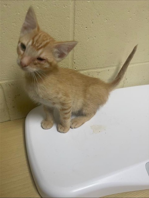 Shelter Stray Male Cat last seen ROANOKE AVE & ASTORIA ST, 2127 Front St, Sacramento, CA 95818, USA