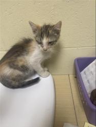 Shelter Stray Female Cat last seen ROANOKE AVE & ASTORIA ST, 2127 Front St, Sacramento, CA 95818, USA