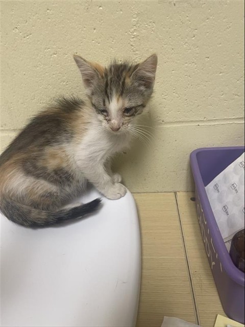 Shelter Stray Female Cat last seen ROANOKE AVE & ASTORIA ST, 2127 Front St, Sacramento, CA 95818, USA