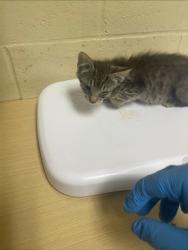 Shelter Stray Female Cat last seen ROANOKE AVE & ASTORIA ST, 2127 Front St, Sacramento, CA 95818, USA