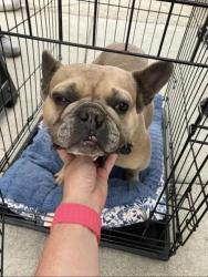 Shelter Stray Female Dog last seen Near BLK W 8TH ST, LONG BEACH, CA 90813, Long Beach, CA 90815