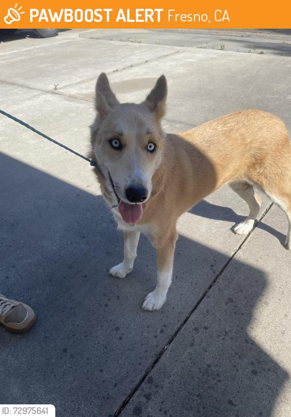 Found/Stray Female Dog last seen Figarden/brawley, Fresno, CA 93711