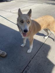 Found/Stray Female Dog last seen Figarden/brawley, Fresno, CA 93711