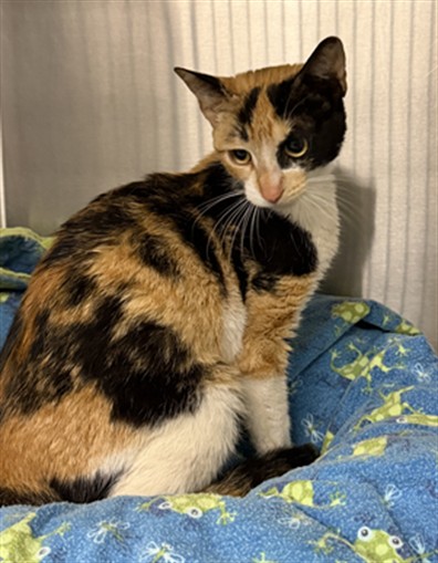 Shelter Stray Female Cat last seen GLEN OAKS/HESPERIAN, Hayward, CA 94544