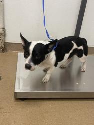 Shelter Stray Female Dog last seen HUB CT/ARK, Hayward, CA 94544
