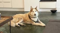 Found/Stray Unknown Dog last seen 7th & Howard Street, San Francisco, CA 94103