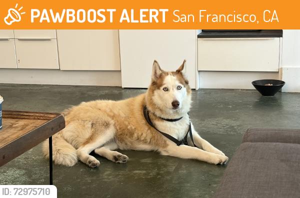 Found/Stray Unknown Dog last seen 7th & Howard Street, San Francisco, CA 94103