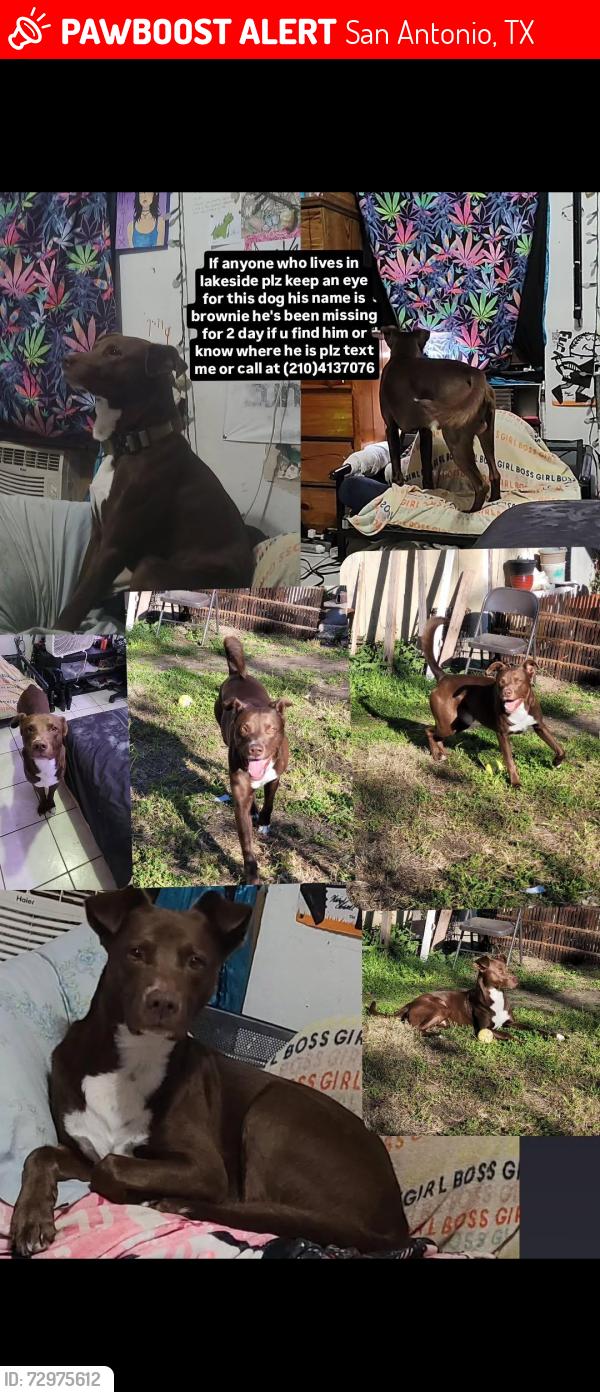 Lost Male Dog last seen Milam Wesley Tealer park , San Antonio, TX 78222