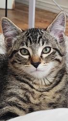 Reunited Male Cat last seen Near W Garden View Drive, Midvale, UT 84047
