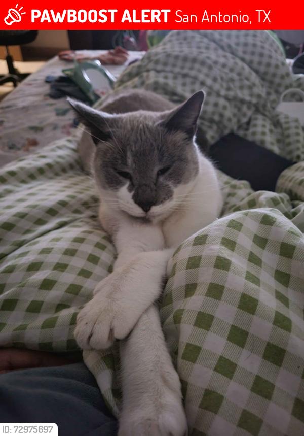Lost Female Cat last seen west ave and Blanco , San Antonio, TX 78216
