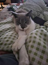 Lost Female Cat last seen west ave and Blanco , San Antonio, TX 78216