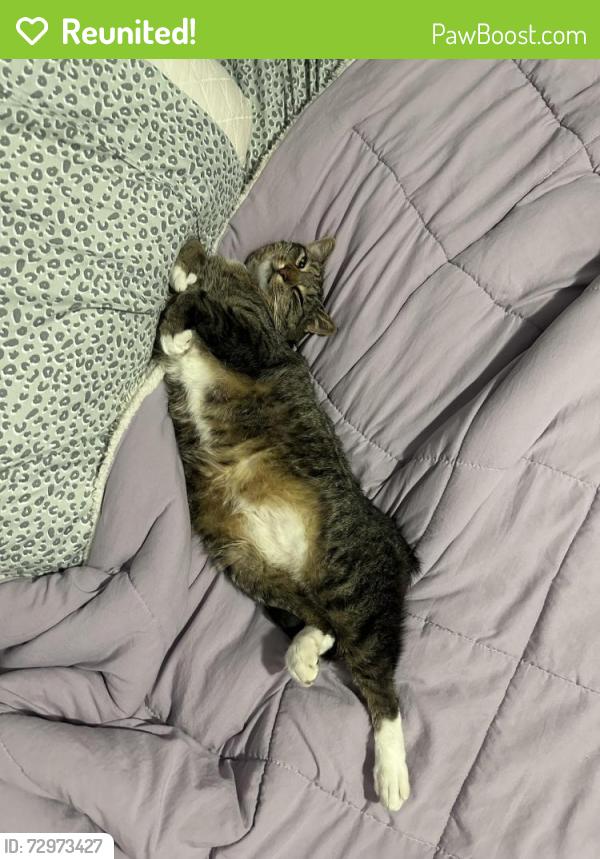 Reunited Male Cat last seen Adeline, Greece, NY 14616