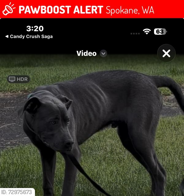 Lost Male Dog last seen Downtown area, Spokane, WA 99260
