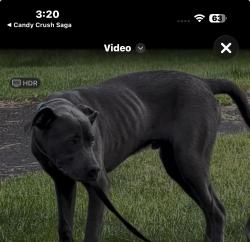 Lost Male Dog last seen Downtown area, Spokane, WA 99260