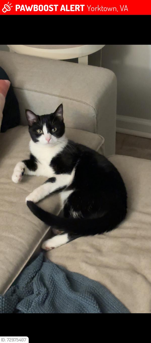 Lost Female Cat last seen Hampton Hwy, Yorktown, VA 23693
