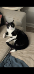 Lost Female Cat last seen Hampton Hwy, Yorktown, VA 23693
