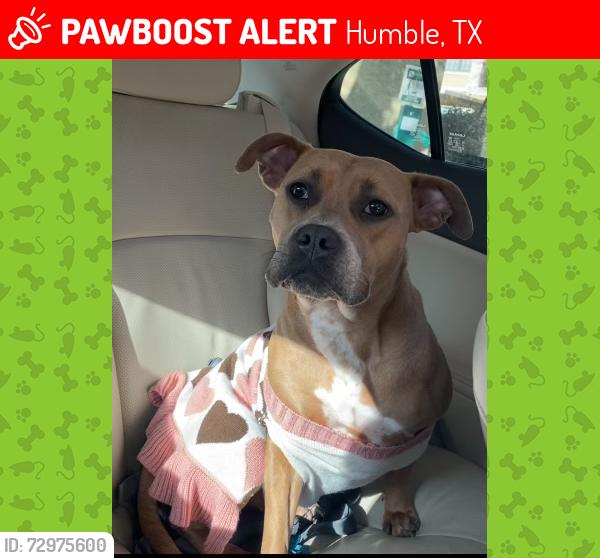 Lost Female Dog last seen Humble tx 77396, Humble, TX 77396