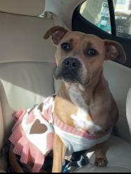 Lost Female Dog last seen Humble tx 77396, Humble, TX 77396